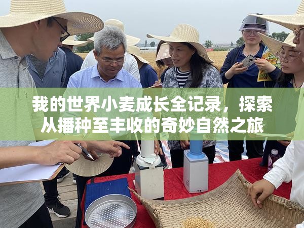 我的世界小麦成长全记录，探索从播种至丰收的奇妙自然之旅
