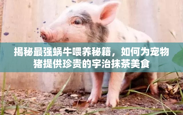 揭秘最强蜗牛喂养秘籍，如何为宠物猪提供珍贵的宇治抹茶美食