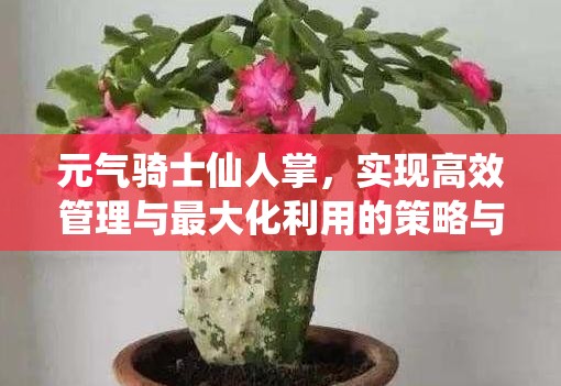 元气骑士仙人掌，实现高效管理与最大化利用的策略与技巧