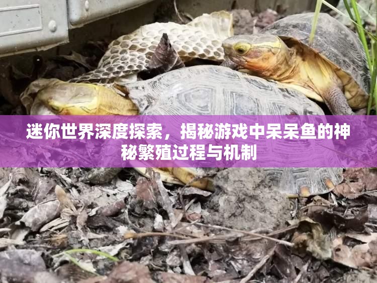 迷你世界深度探索，揭秘游戏中呆呆鱼的神秘繁殖过程与机制