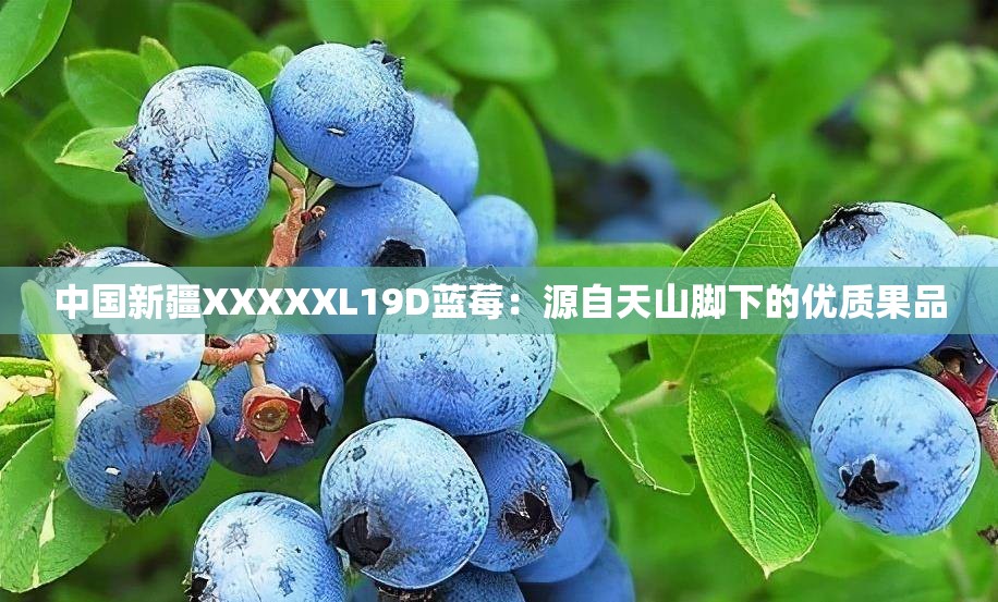 中国新疆XXXXXL19D蓝莓：源自天山脚下的优质果品