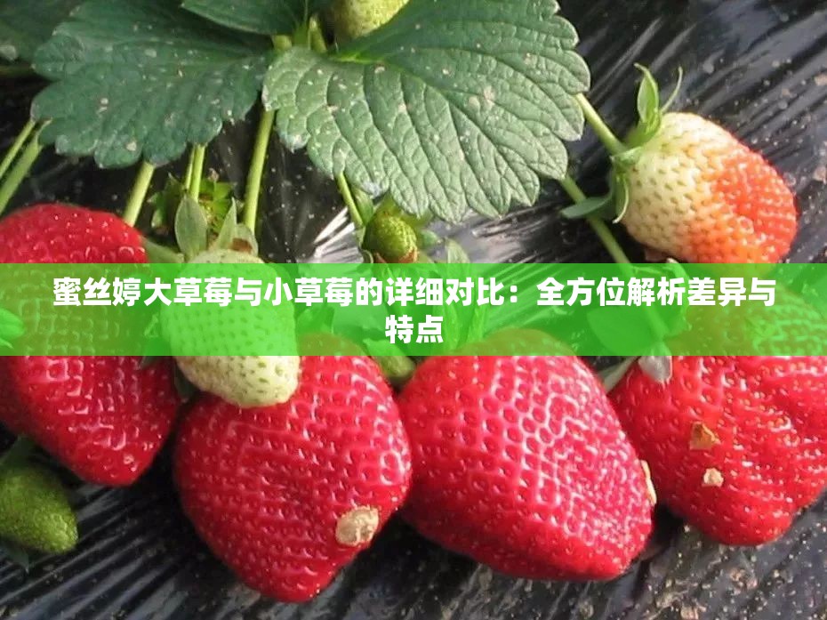 蜜丝婷大草莓与小草莓的详细对比：全方位解析差异与特点