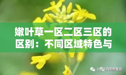 嫩叶草一区二区三区的区别：不同区域特色与差异详解