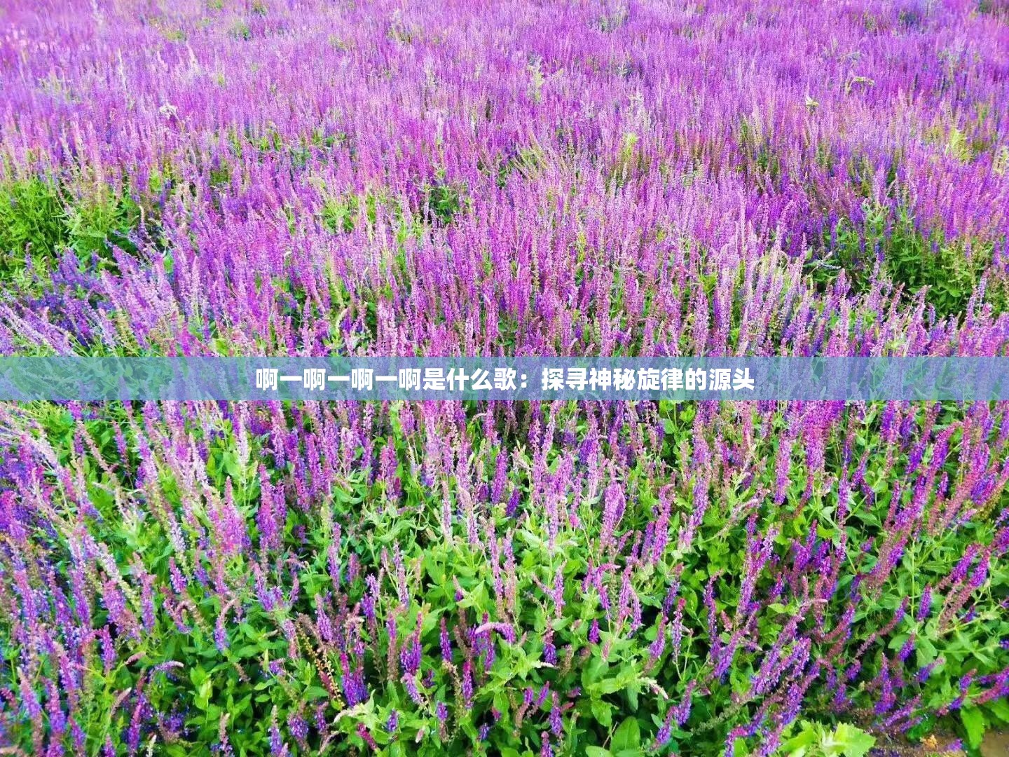 啊一啊一啊一啊是什么歌：探寻神秘旋律的源头