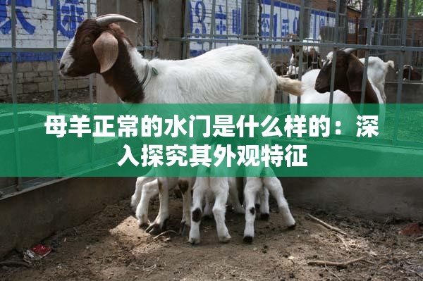 母羊正常的水门是什么样的：深入探究其外观特征