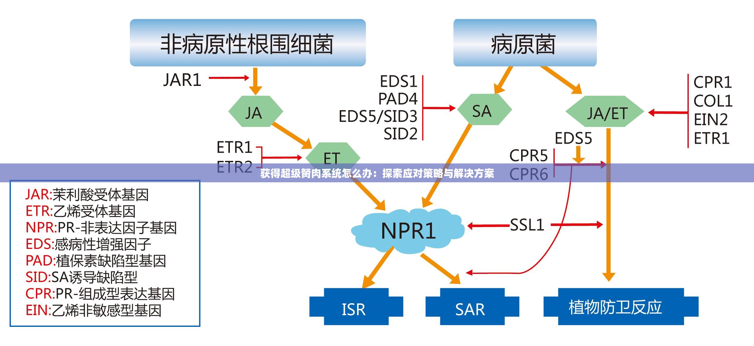 获得超级胬肉系统怎么办：探索应对策略与解决方案