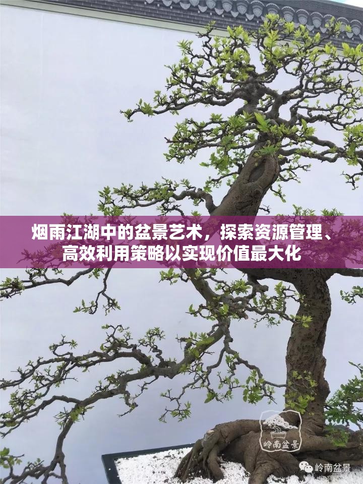 烟雨江湖中的盆景艺术，探索资源管理、高效利用策略以实现价值最大化