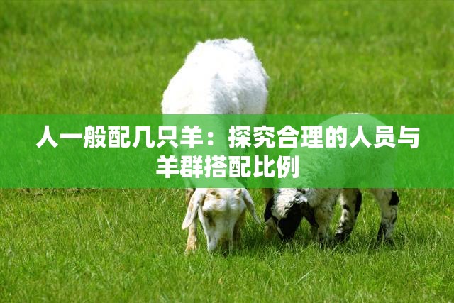 人一般配几只羊：探究合理的人员与羊群搭配比例