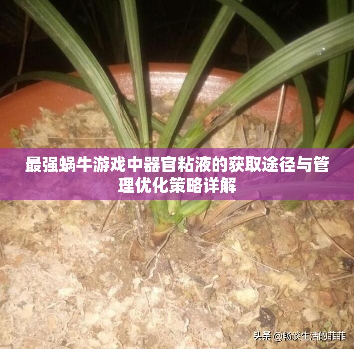 最强蜗牛游戏中器官粘液的获取途径与管理优化策略详解