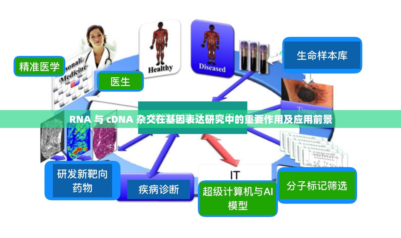 RNA 与 cDNA 杂交在基因表达研究中的重要作用及应用前景
