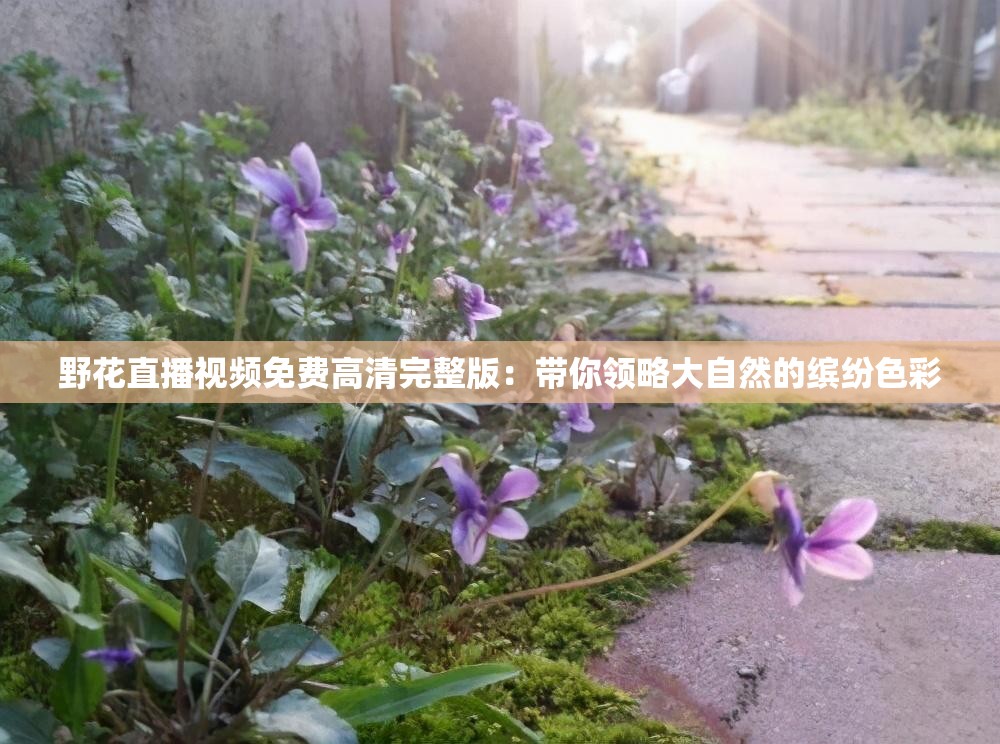 野花直播视频免费高清完整版：带你领略大自然的缤纷色彩