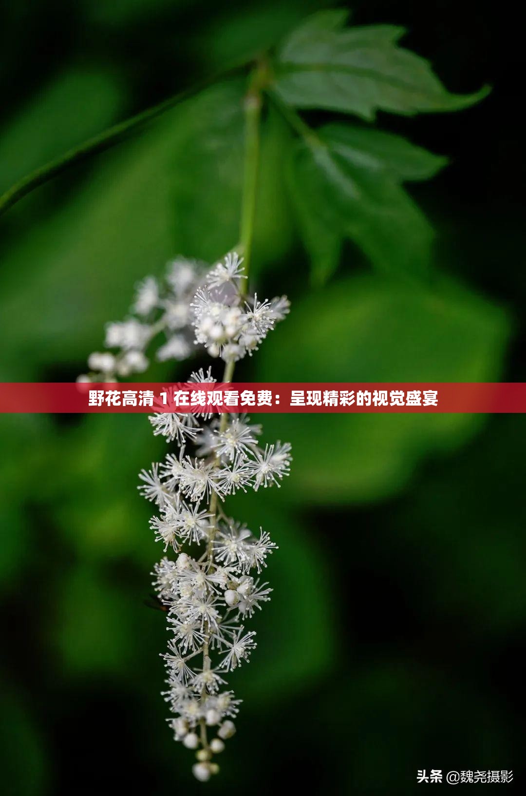 野花高清 1 在线观看免费：呈现精彩的视觉盛宴