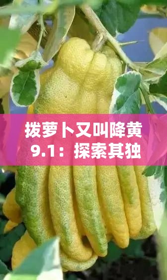 拨萝卜又叫降黄 9.1：探索其独特魅力与实用价值