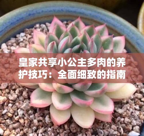 皇家共享小公主多肉的养护技巧：全面细致的指南手册