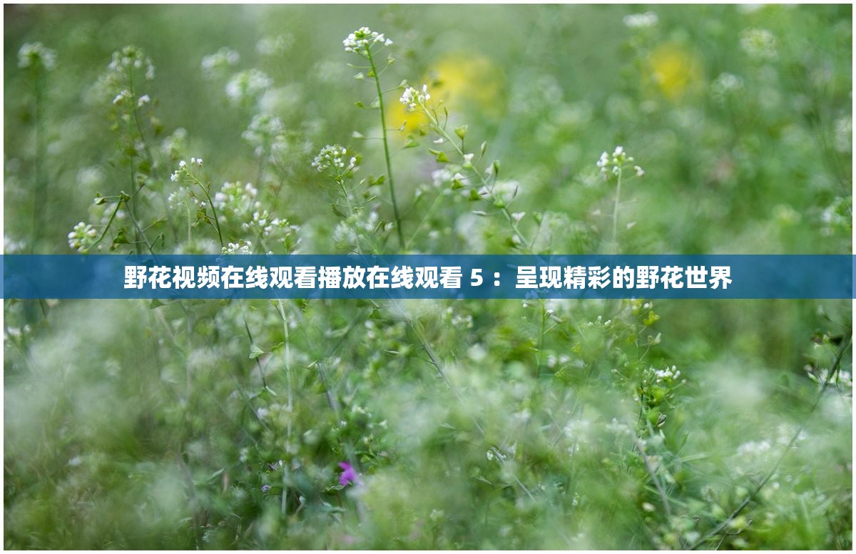 野花视频在线观看播放在线观看 5 ：呈现精彩的野花世界