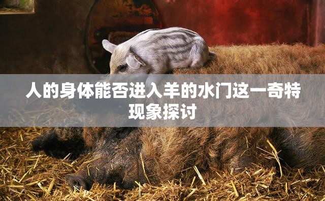人的身体能否进入羊的水门这一奇特现象探讨
