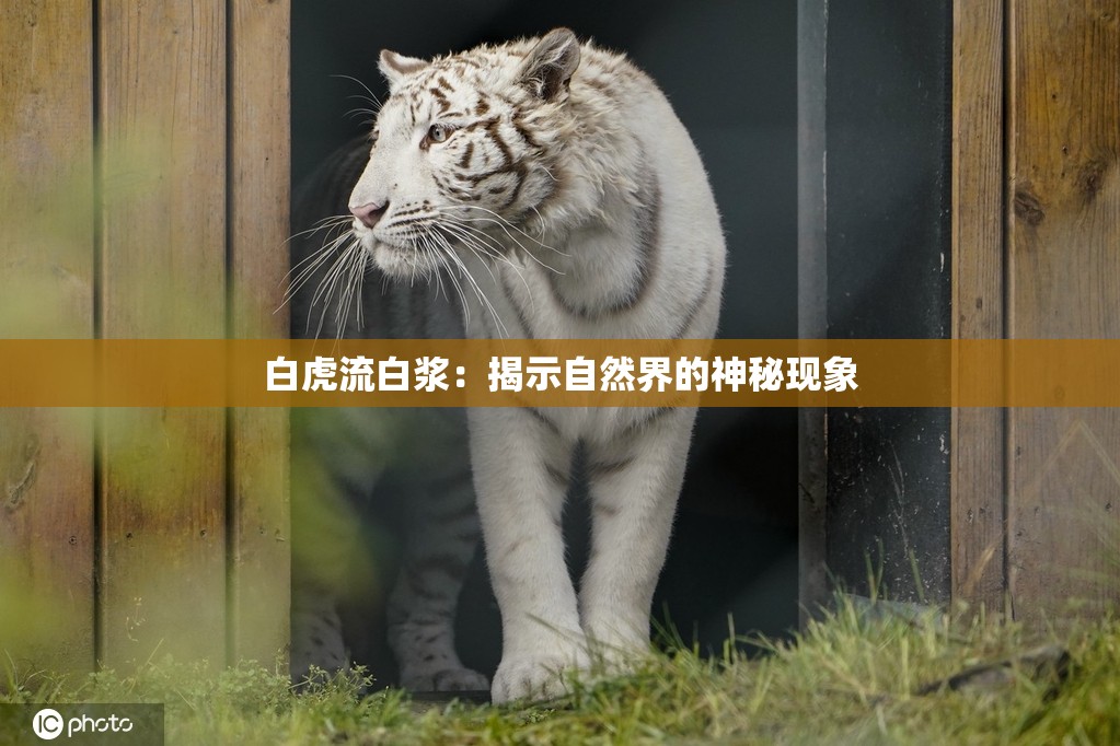 白虎流白浆：揭示自然界的神秘现象