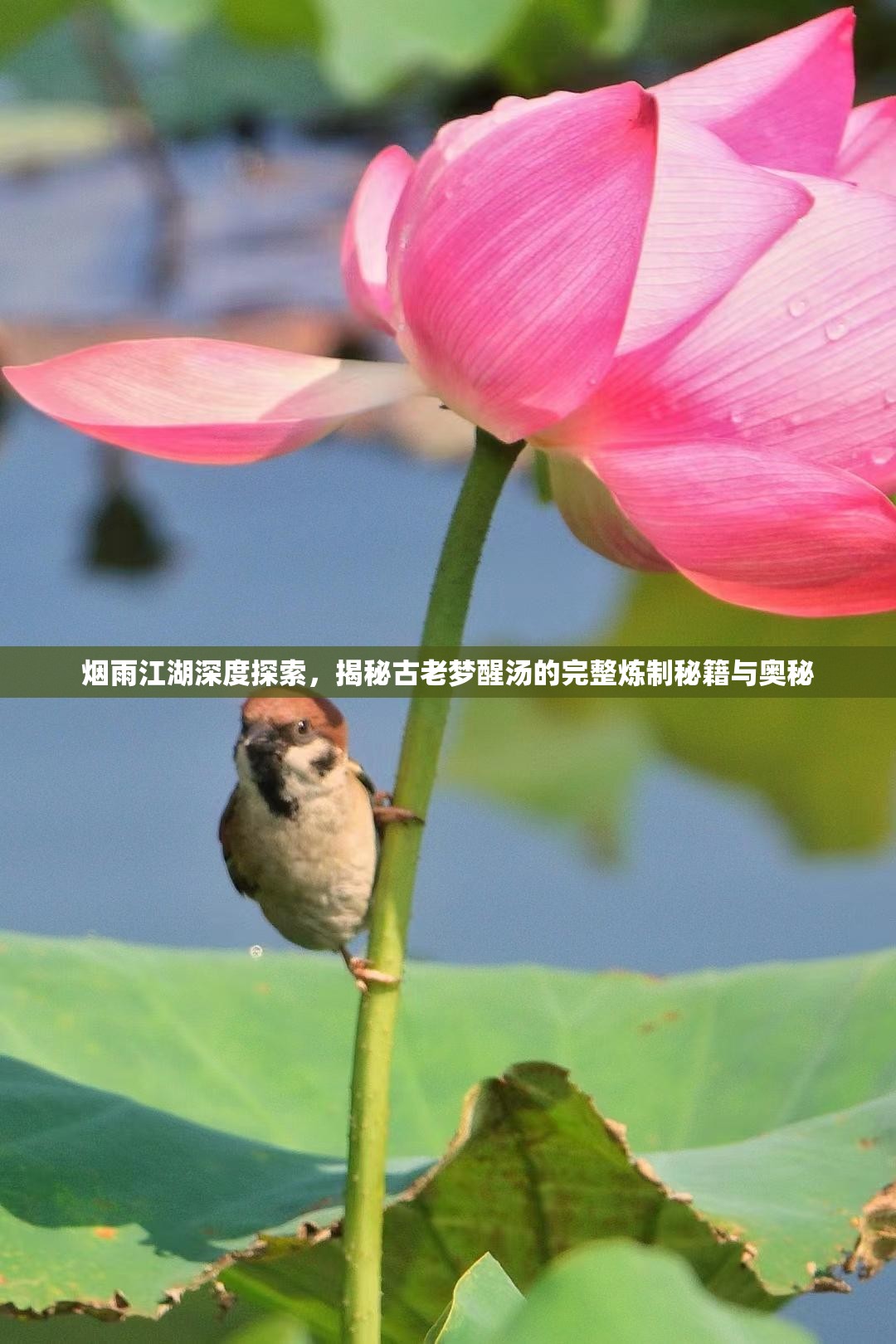 烟雨江湖深度探索，揭秘古老梦醒汤的完整炼制秘籍与奥秘