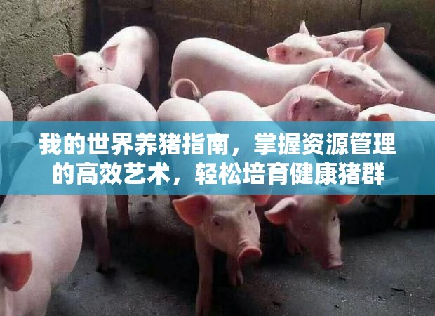 我的世界养猪指南，掌握资源管理的高效艺术，轻松培育健康猪群