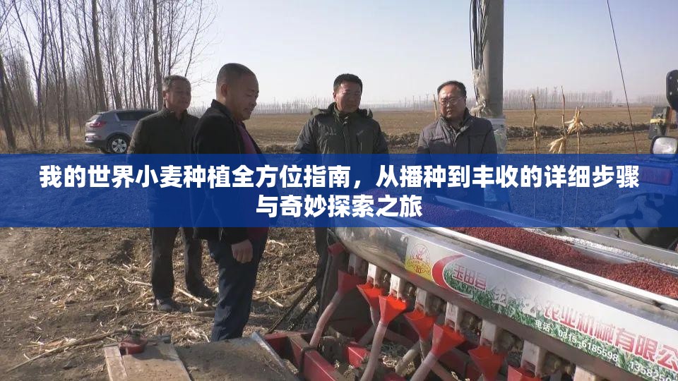 我的世界小麦种植全方位指南，从播种到丰收的详细步骤与奇妙探索之旅