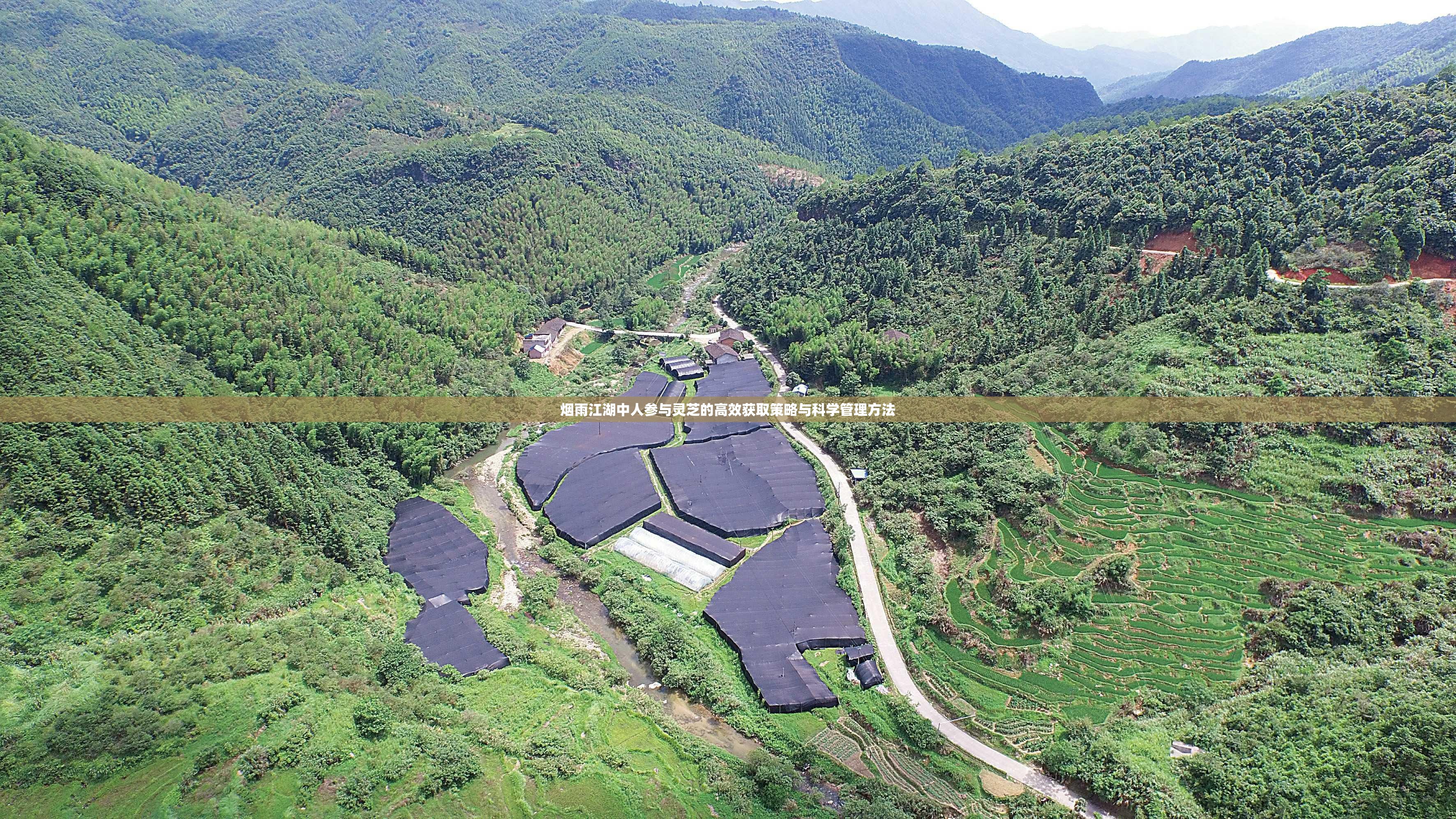 烟雨江湖中人参与灵芝的高效获取策略与科学管理方法