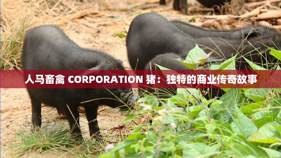 人马畜禽 CORPORATION 猪：独特的商业传奇故事