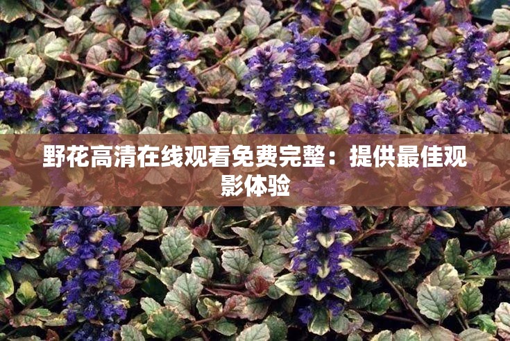 野花高清在线观看免费完整：提供最佳观影体验