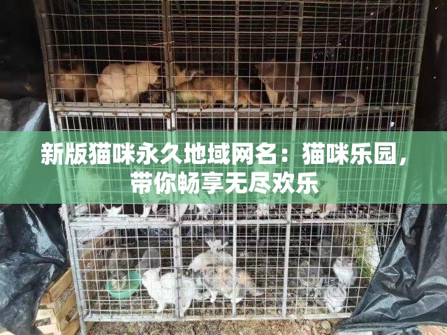 新版猫咪永久地域网名：猫咪乐园，带你畅享无尽欢乐