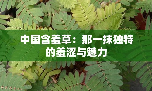 中国含羞草：那一抹独特的羞涩与魅力
