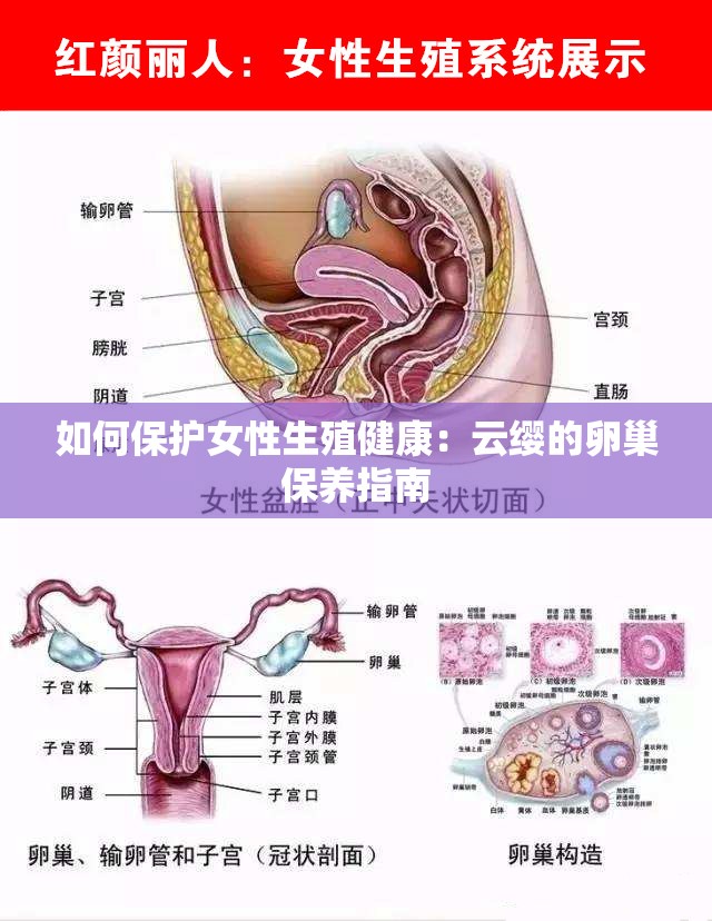 如何保护女性生殖健康：云缨的卵巢保养指南