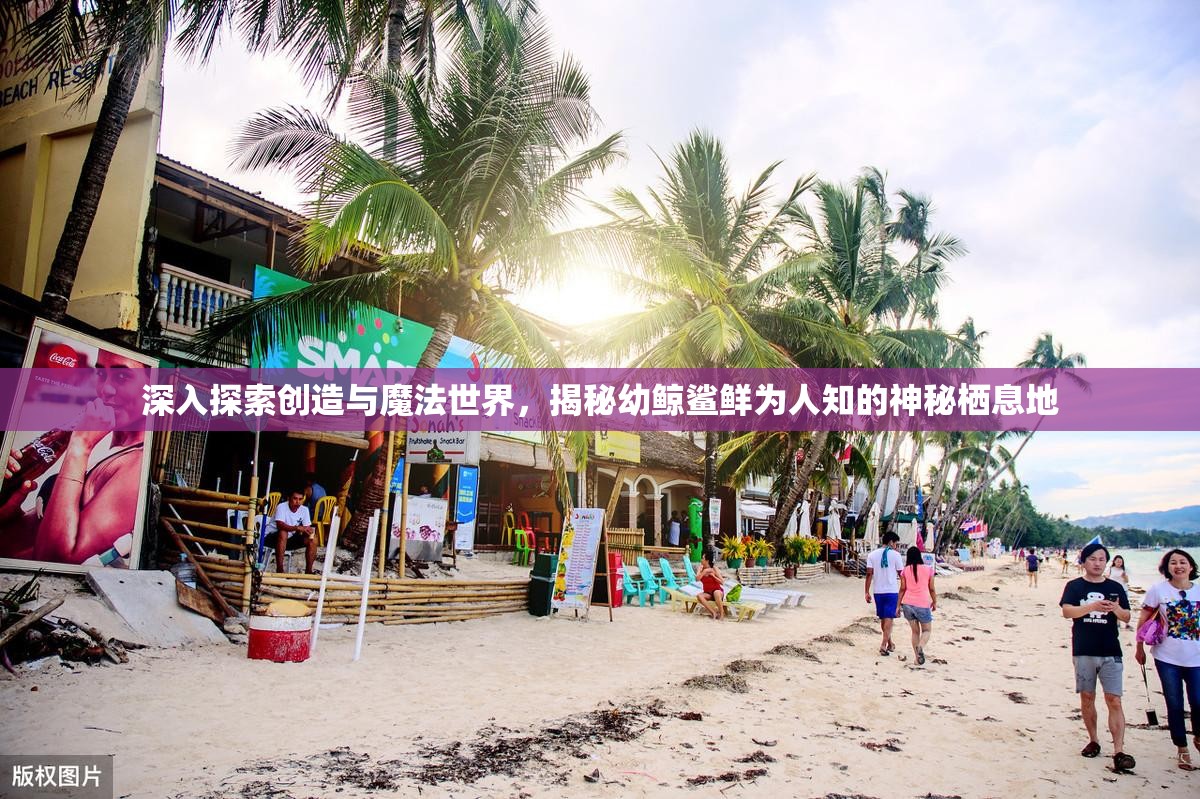 深入探索创造与魔法世界，揭秘幼鲸鲨鲜为人知的神秘栖息地