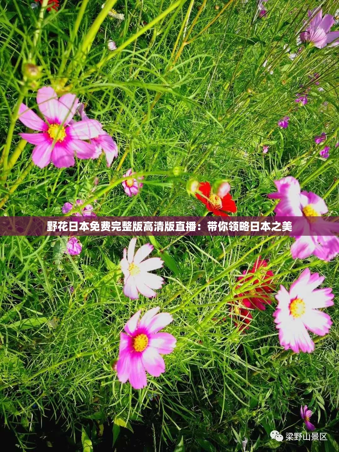 野花日本免费完整版高清版直播：带你领略日本之美