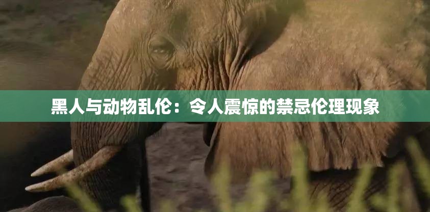黑人与动物乱伦：令人震惊的禁忌伦理现象