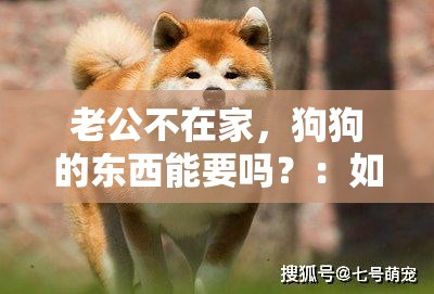 老公不在家，狗狗的东西能要吗？：如何处理老公不在家时狗狗的物品