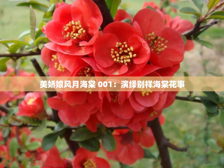 美娇娘风月海棠 001：演绎别样海棠花事