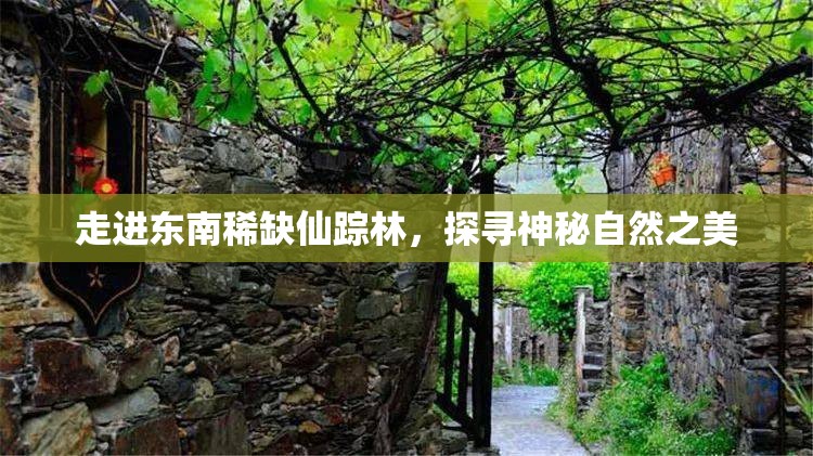 走进东南稀缺仙踪林，探寻神秘自然之美