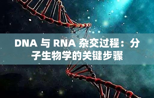 DNA 与 RNA 杂交过程：分子生物学的关键步骤