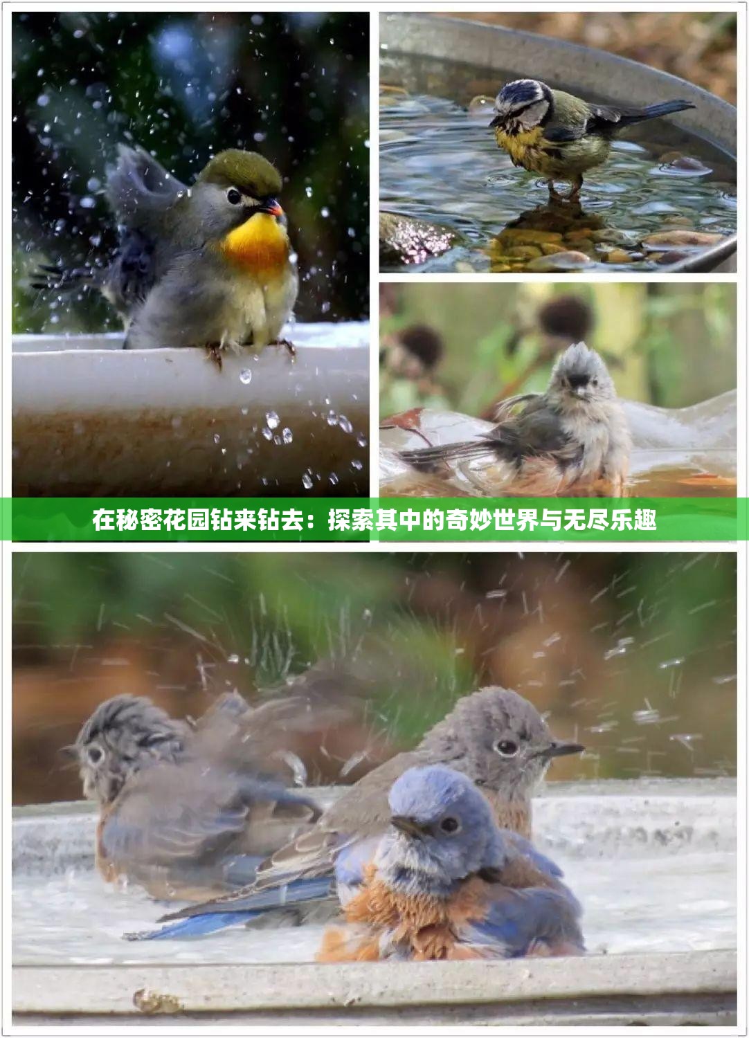 在秘密花园钻来钻去：探索其中的奇妙世界与无尽乐趣