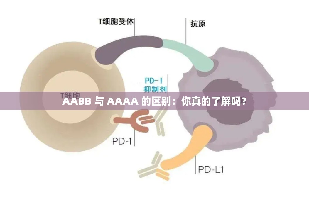 AABB 与 AAAA 的区别：你真的了解吗？