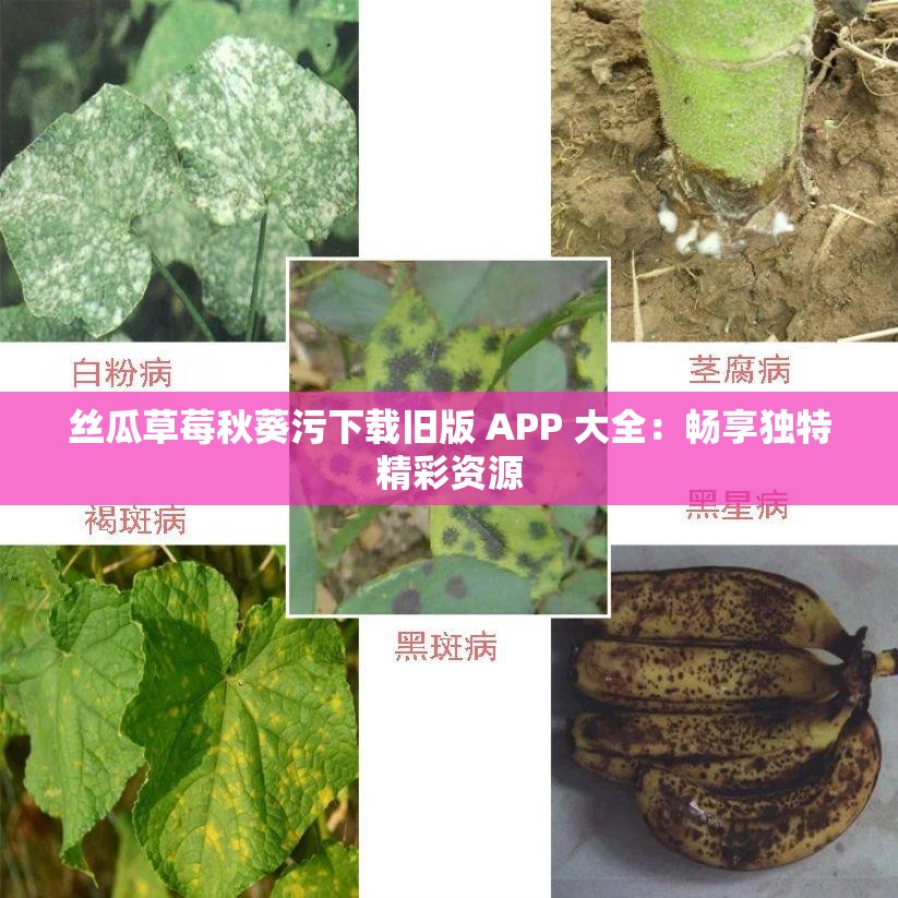 丝瓜草莓秋葵污下载旧版 APP 大全：畅享独特精彩资源