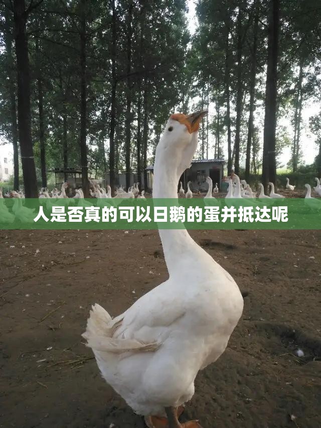 人是否真的可以日鹅的蛋并抵达呢