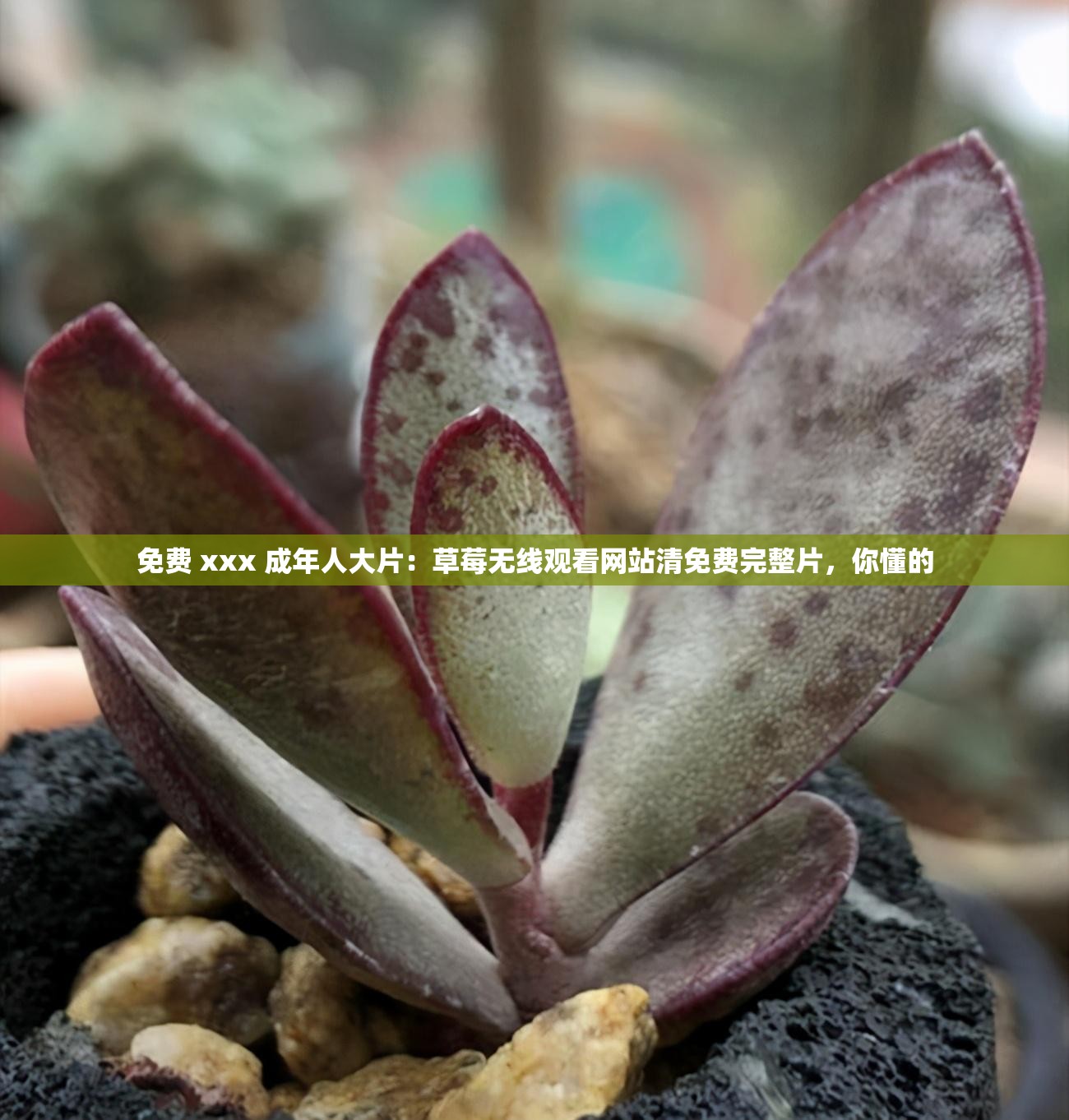 免费 xxx 成年人大片：草莓无线观看网站清免费完整片，你懂的