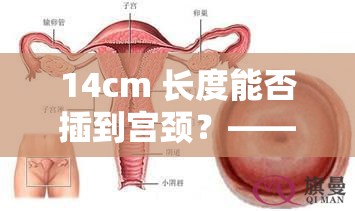 14cm 长度能否插到宫颈？——探究性话题引发的思考