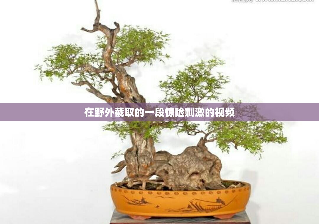 在野外截取的一段惊险刺激的视频