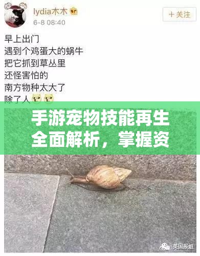 手游宠物技能再生全面解析，掌握资源管理艺术，提升宠物战斗力