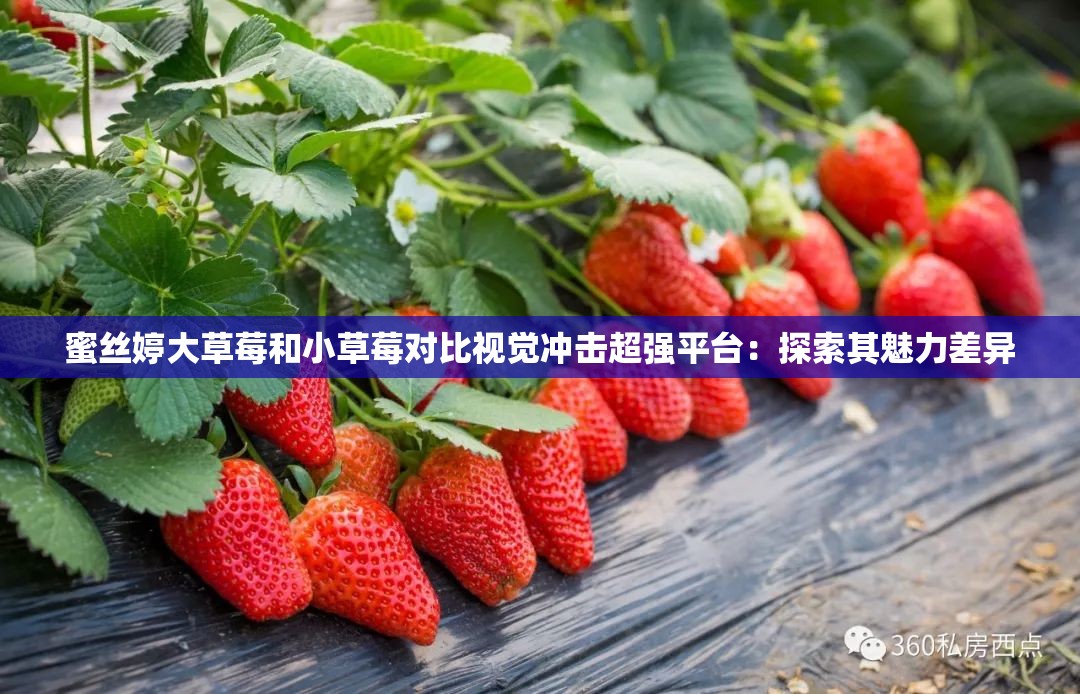 蜜丝婷大草莓和小草莓对比视觉冲击超强平台：探索其魅力差异