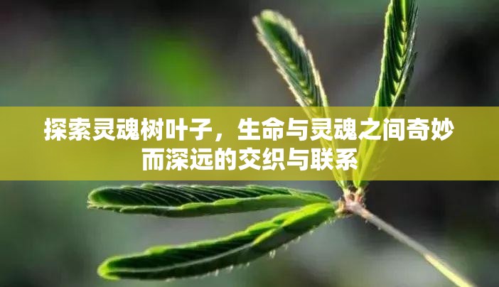 探索灵魂树叶子，生命与灵魂之间奇妙而深远的交织与联系