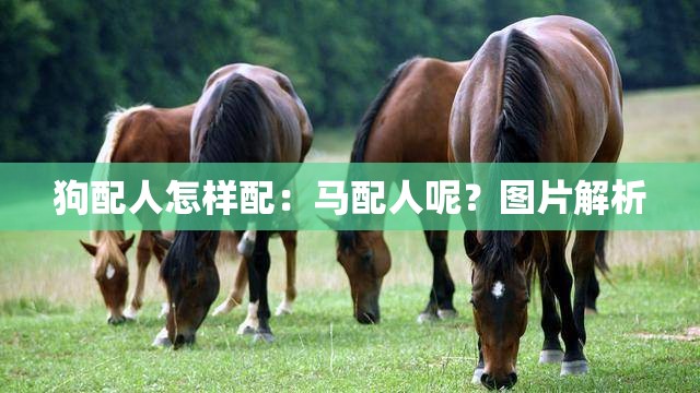狗配人怎样配：马配人呢？图片解析