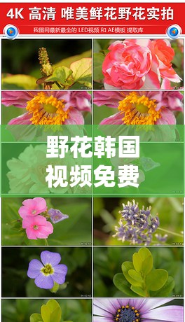 野花韩国视频免费观看神马：相关内容介绍与观看指引