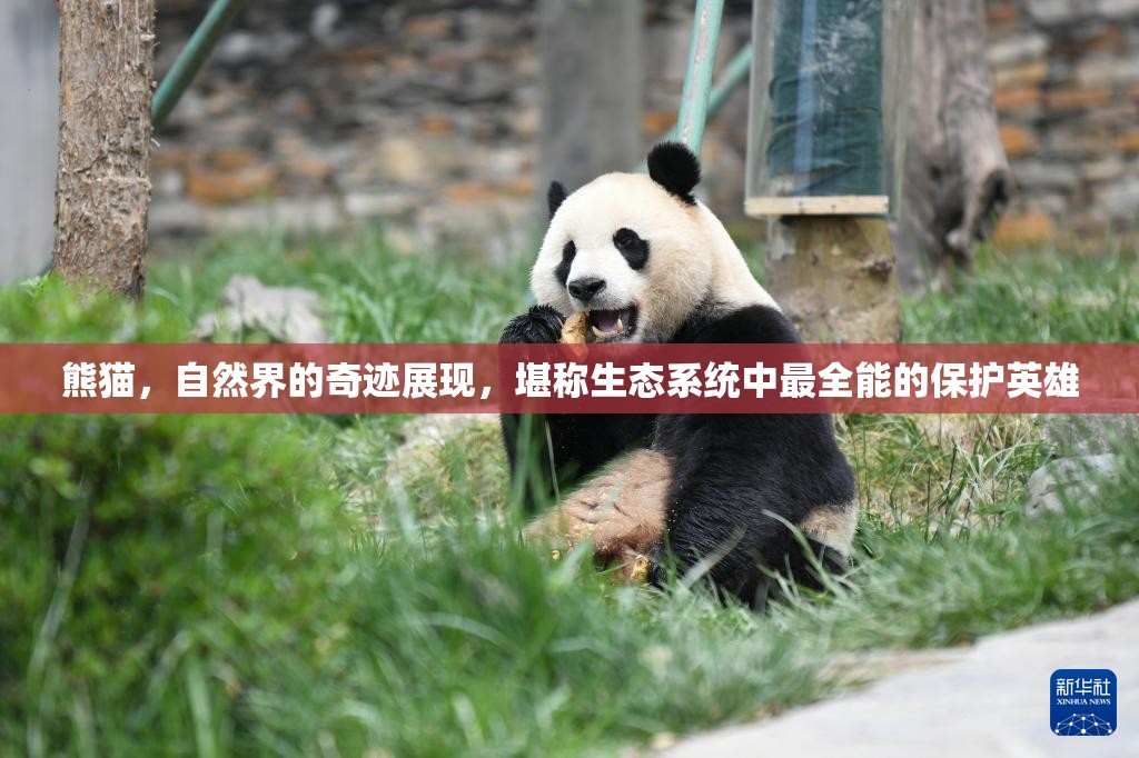 熊猫，自然界的奇迹展现，堪称生态系统中最全能的保护英雄